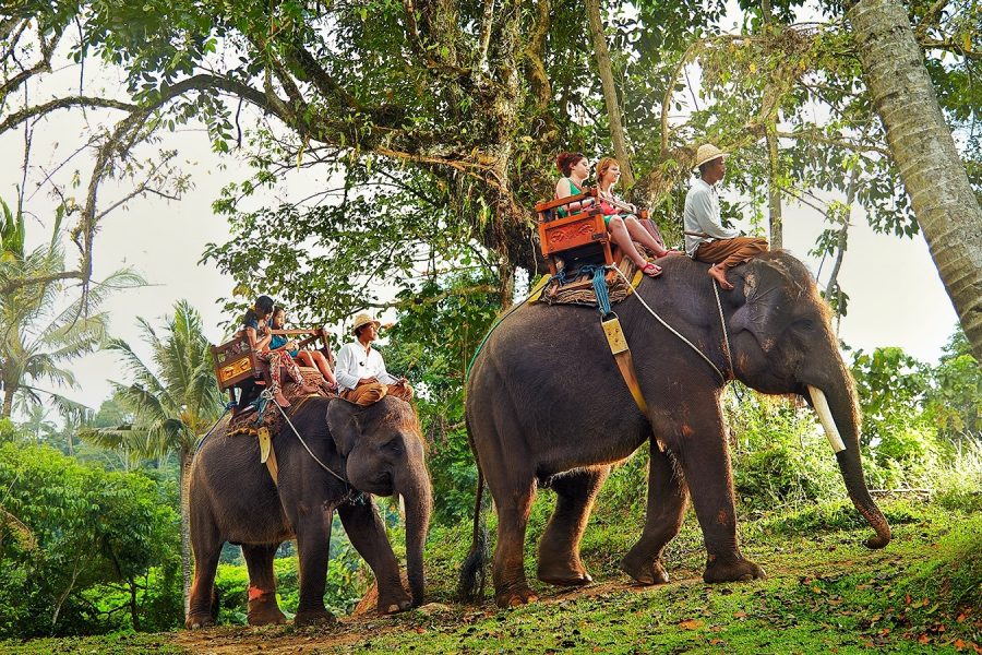 ELEPHANT RIDE