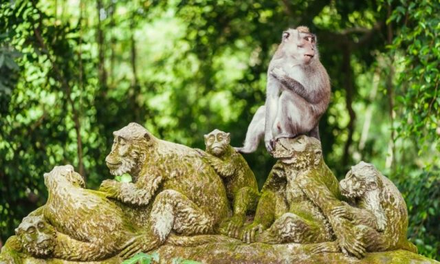 UBUD MONKEY FOREST