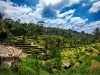 TEGALALANG RICE TERRACE