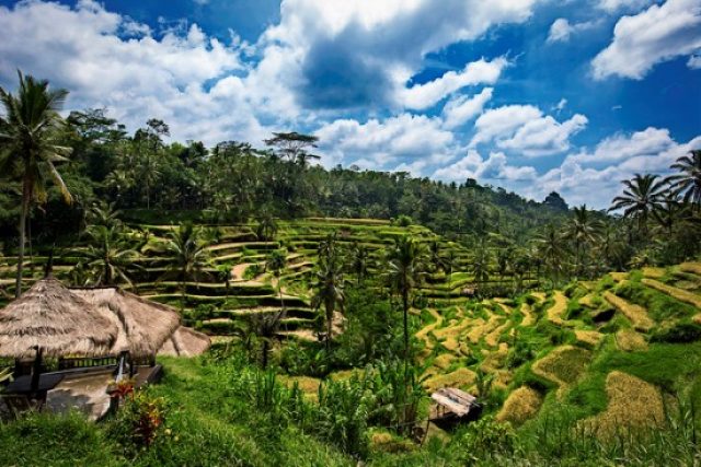 TEGALALANG RICE TERRACE