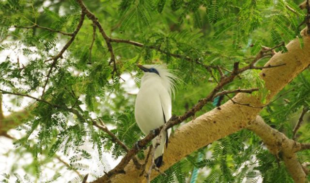 WEST BALI NATIONAL PARK